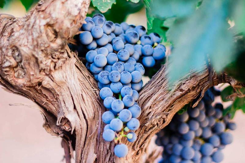 Où acheter un vin blanc, vin rouge, rosé produit en France à Le Neubourg proche de Conches